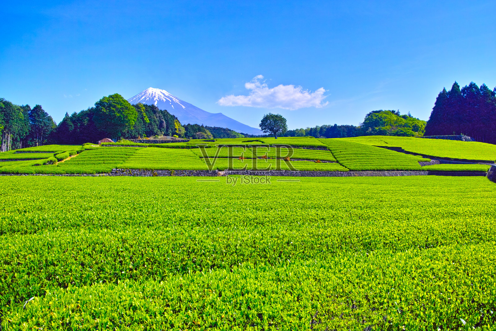 茶园和富士山照片摄影图片