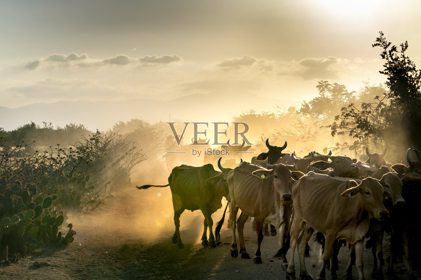 这是一幅令人惊叹的画面:夕阳下，成群的牛回到牲棚，照片摄影图片