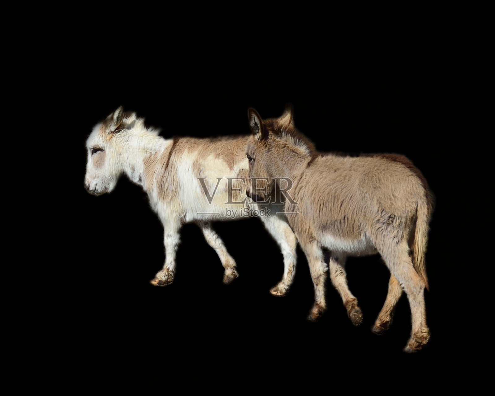 黑衣上的两头驴照片摄影图片