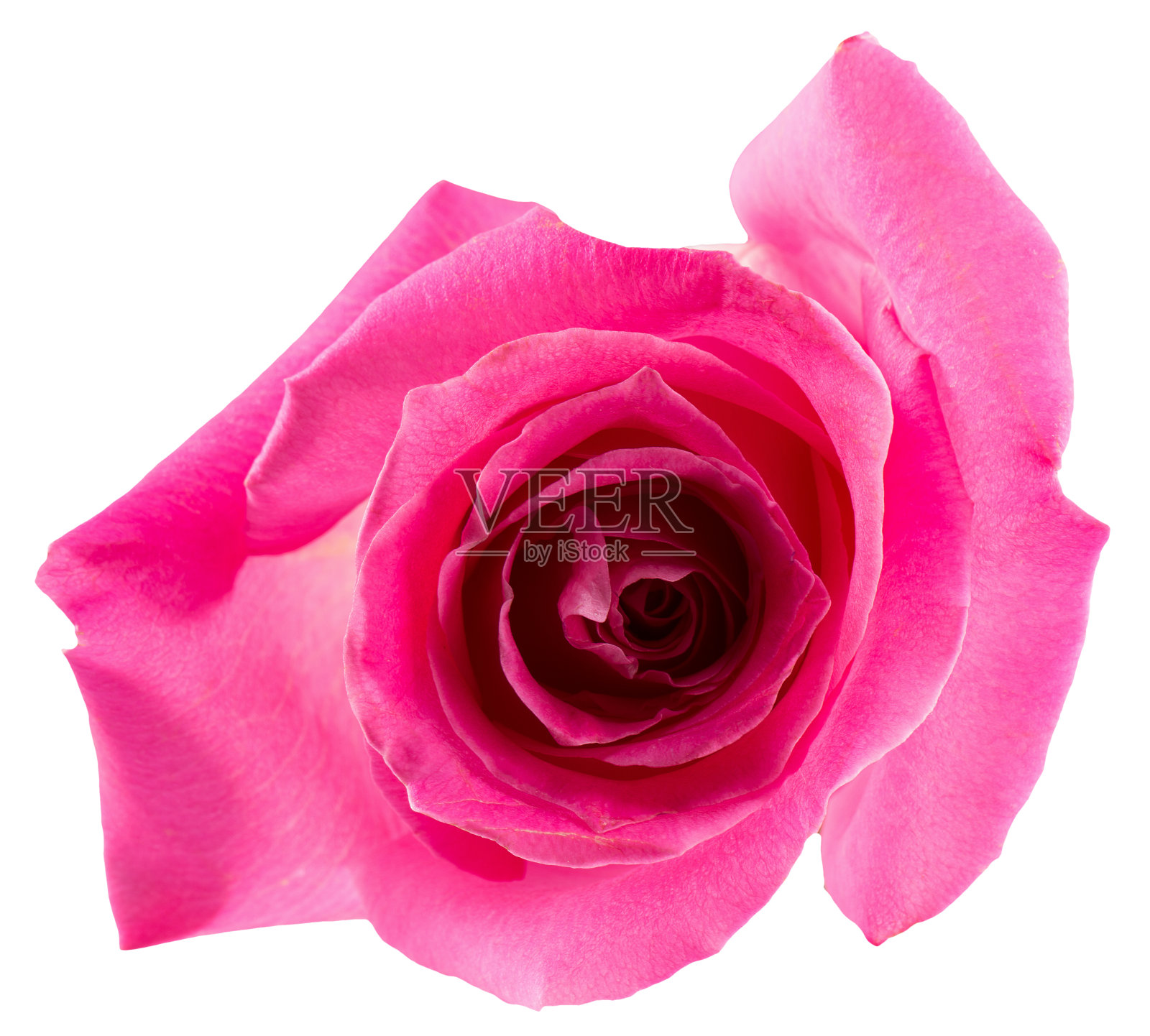 孤立在白色背景上的粉红色玫瑰照片摄影图片