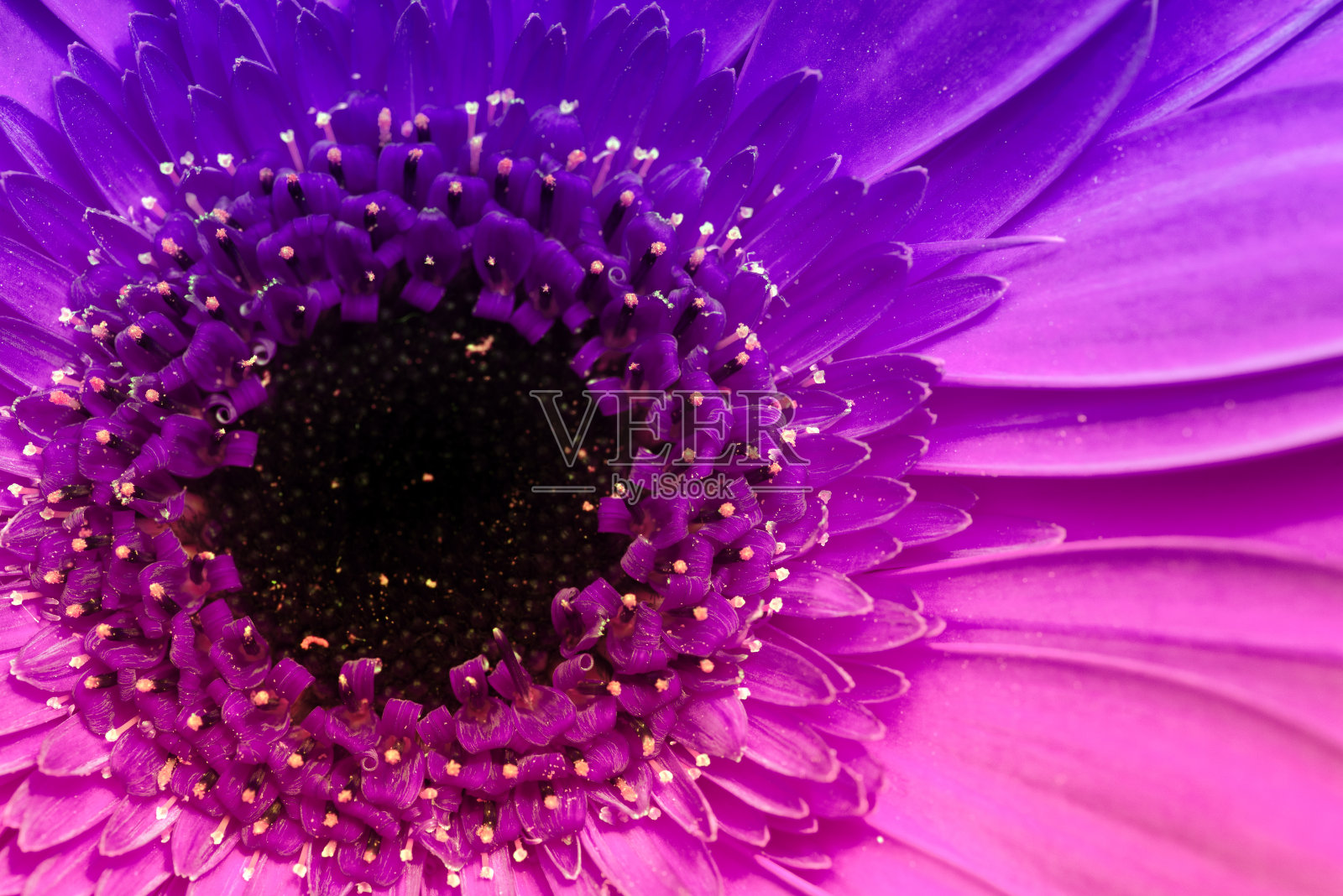 紫色的花的背景照片摄影图片