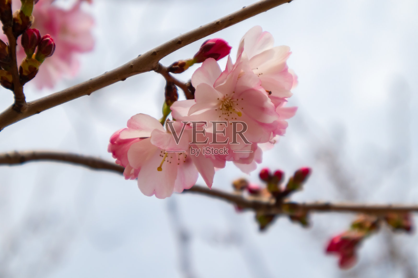 春天的树开着粉红色的花。春天的背景与粉红色的花照片摄影图片