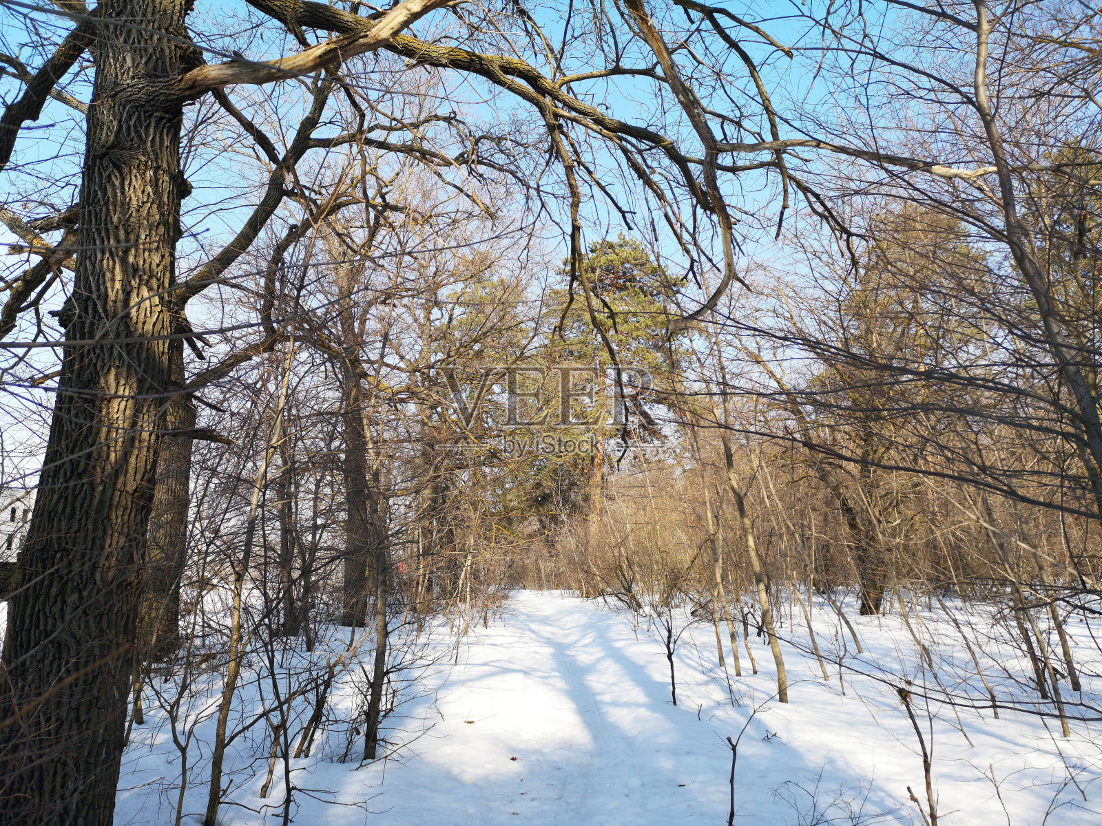冬季俄罗斯森林景观以树木为主，早春冰雪融化照片摄影图片
