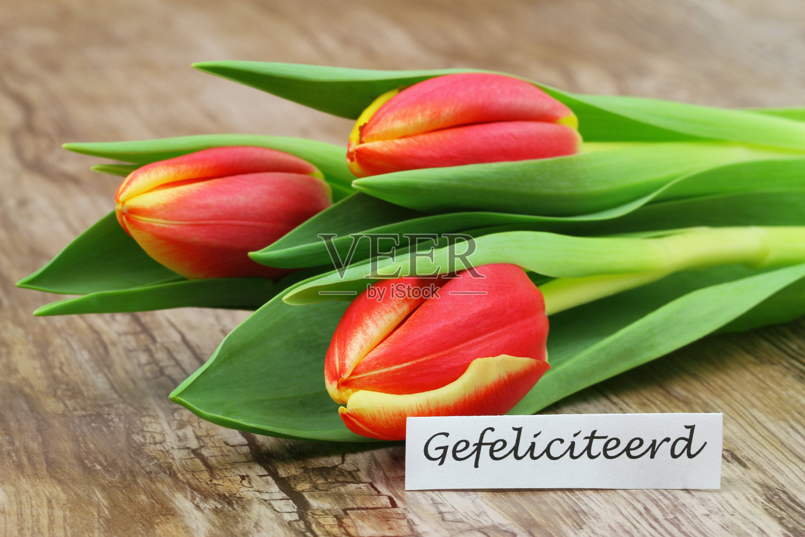 Gefeliciteerd(荷兰语，祝贺你)卡片，上面有一朵红色和黄色的郁金香照片摄影图片