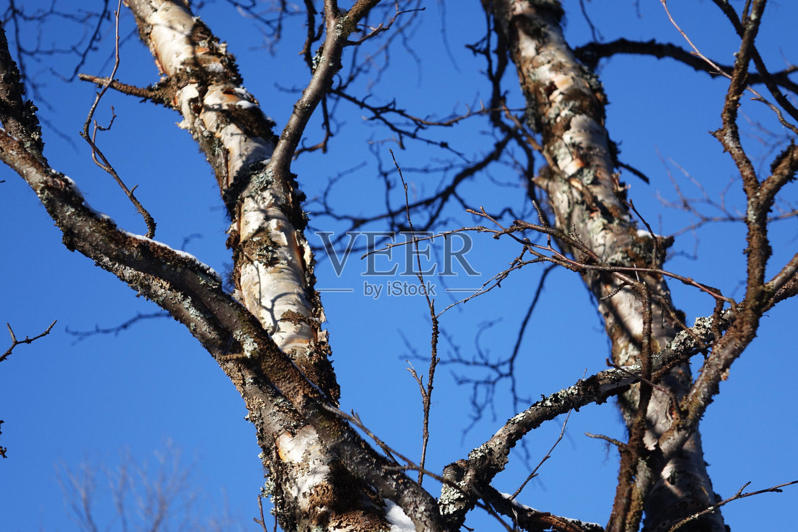 白桦树干和蓝天照片摄影图片