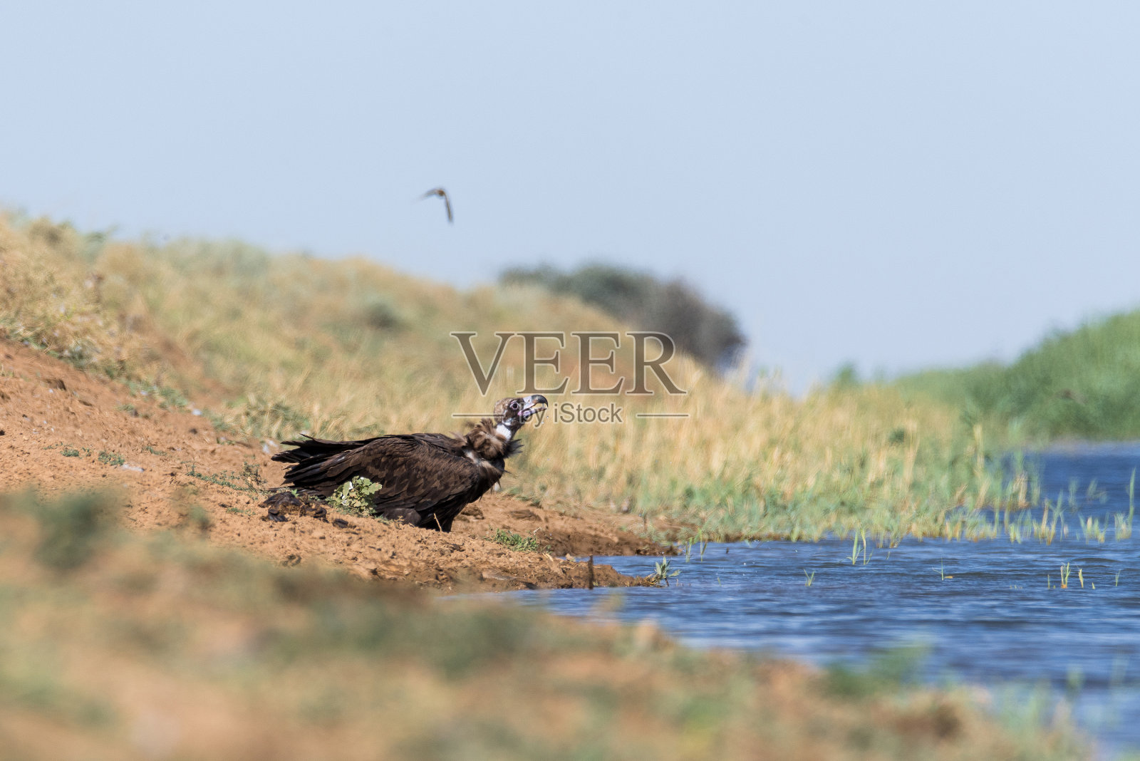 灰色的秃鹰。鸟在运河里喝水，在干旱时解渴照片摄影图片
