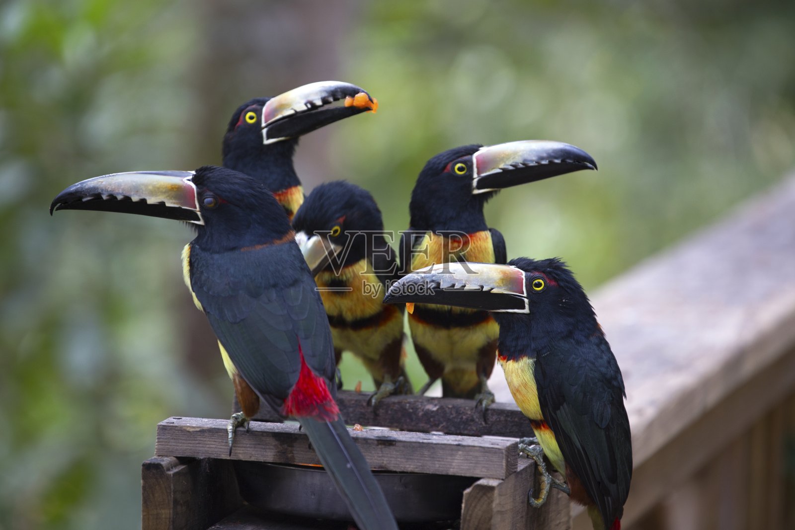 洪都拉斯科潘金刚鹦鹉山野生动物保护区的龙骨嘴巨嘴鸟照片摄影图片