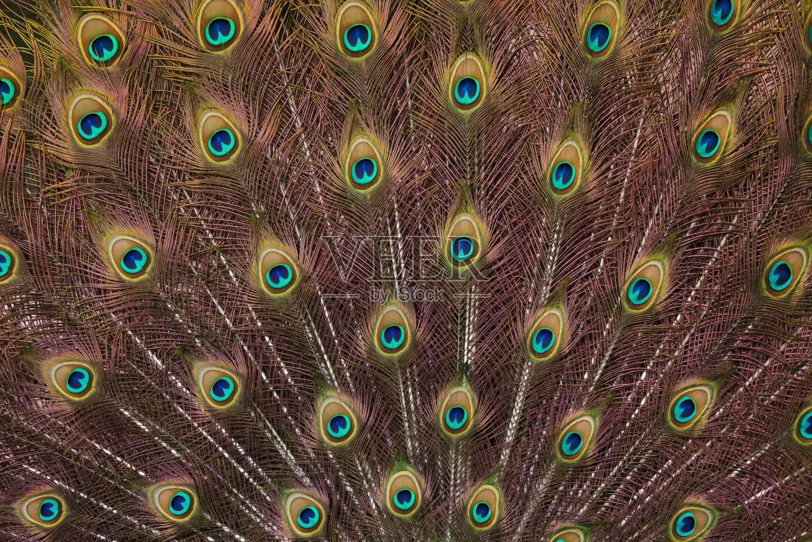 印度孔雀的羽毛(Pavo cristatus)照片摄影图片