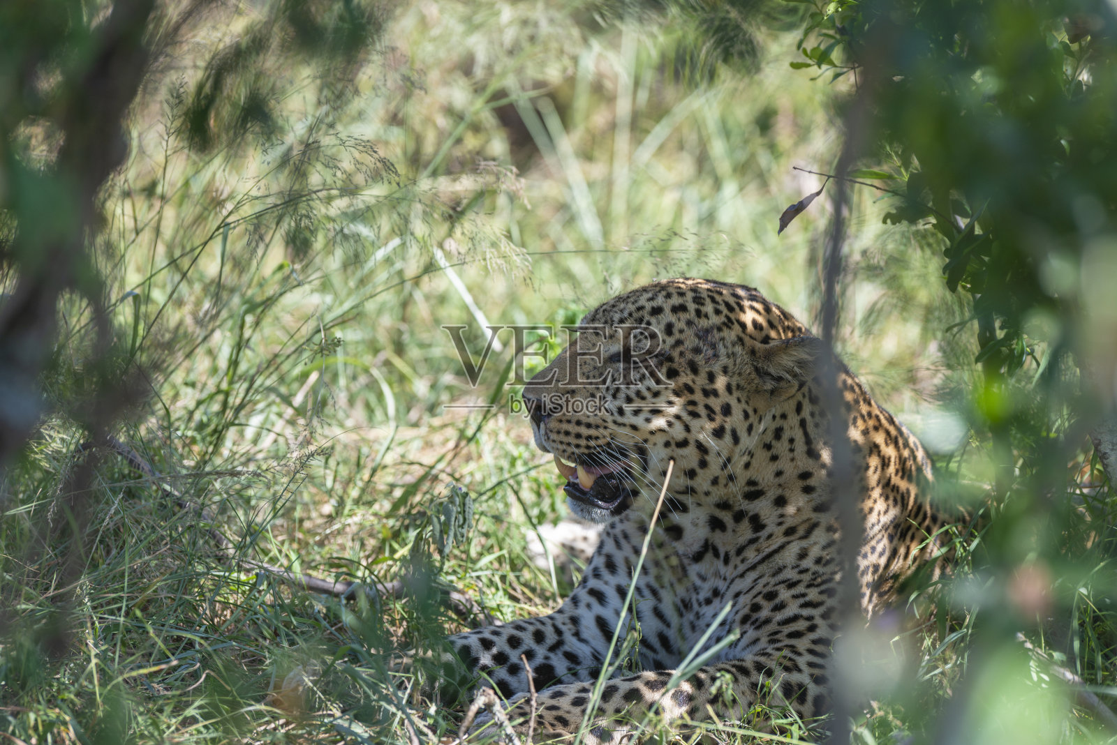 非洲肯尼亚马赛马拉野生动物保护区的丛林中的豹照片摄影图片