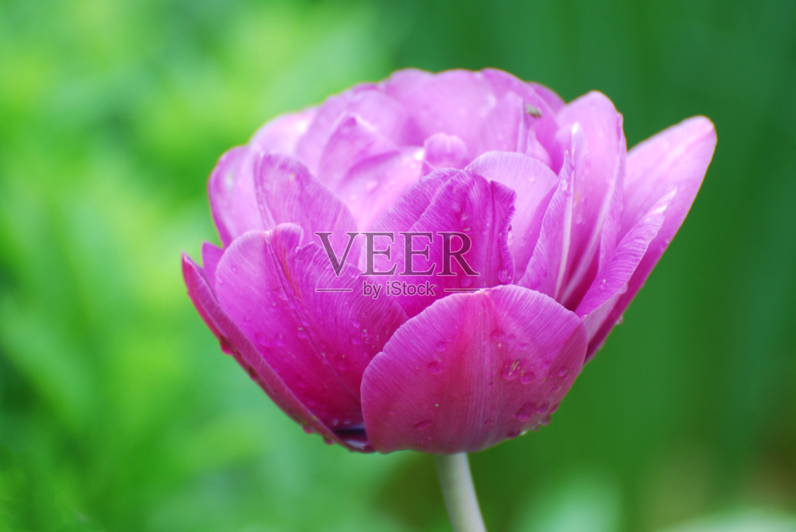 花园里灿烂的紫色郁金香照片摄影图片
