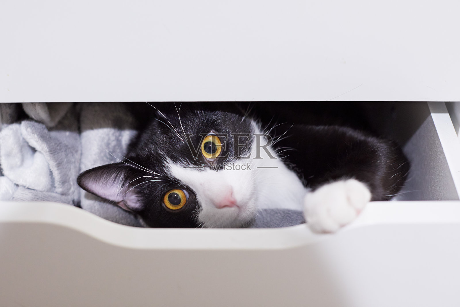 一只黑白相间的小猫躲在抽屉里照片摄影图片