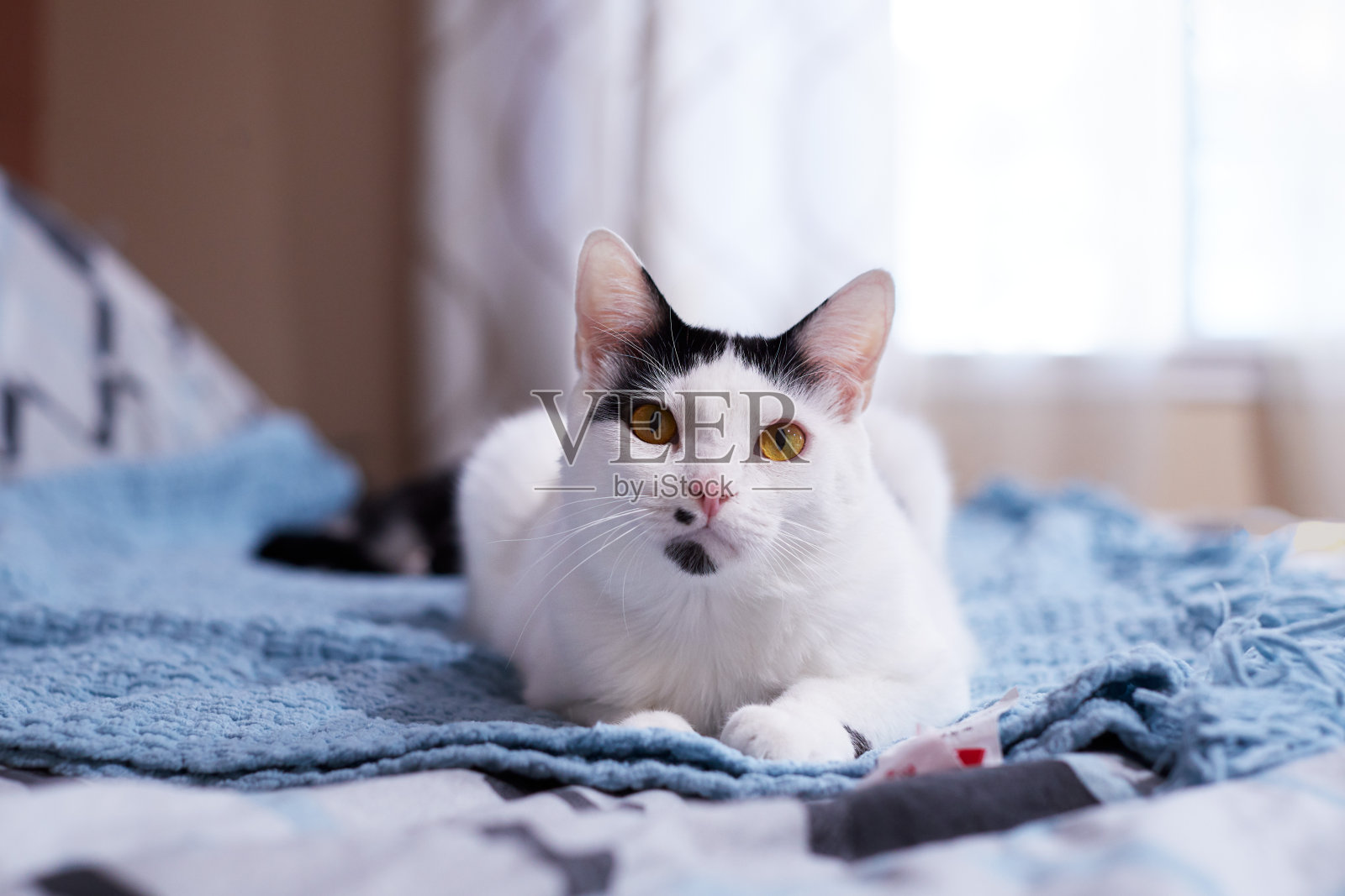 一只白色的家猫正躺在蓝色的毯子上照片摄影图片