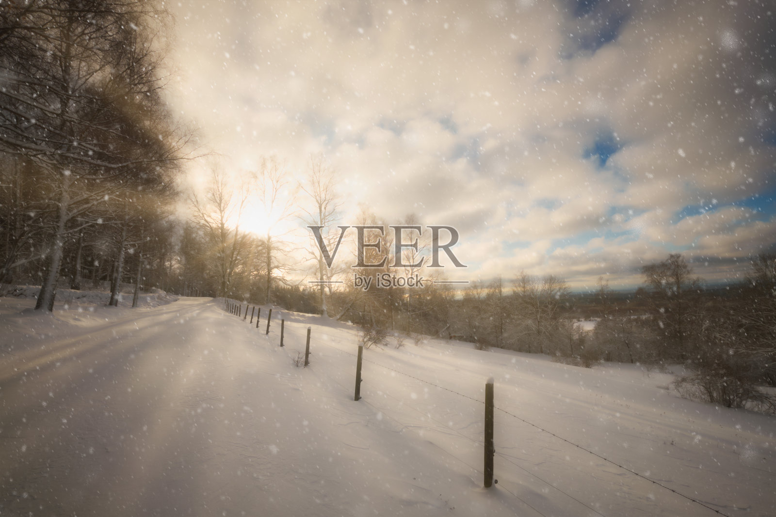 太阳和雪，左边是森林，右边是白雪覆盖的田野照片摄影图片