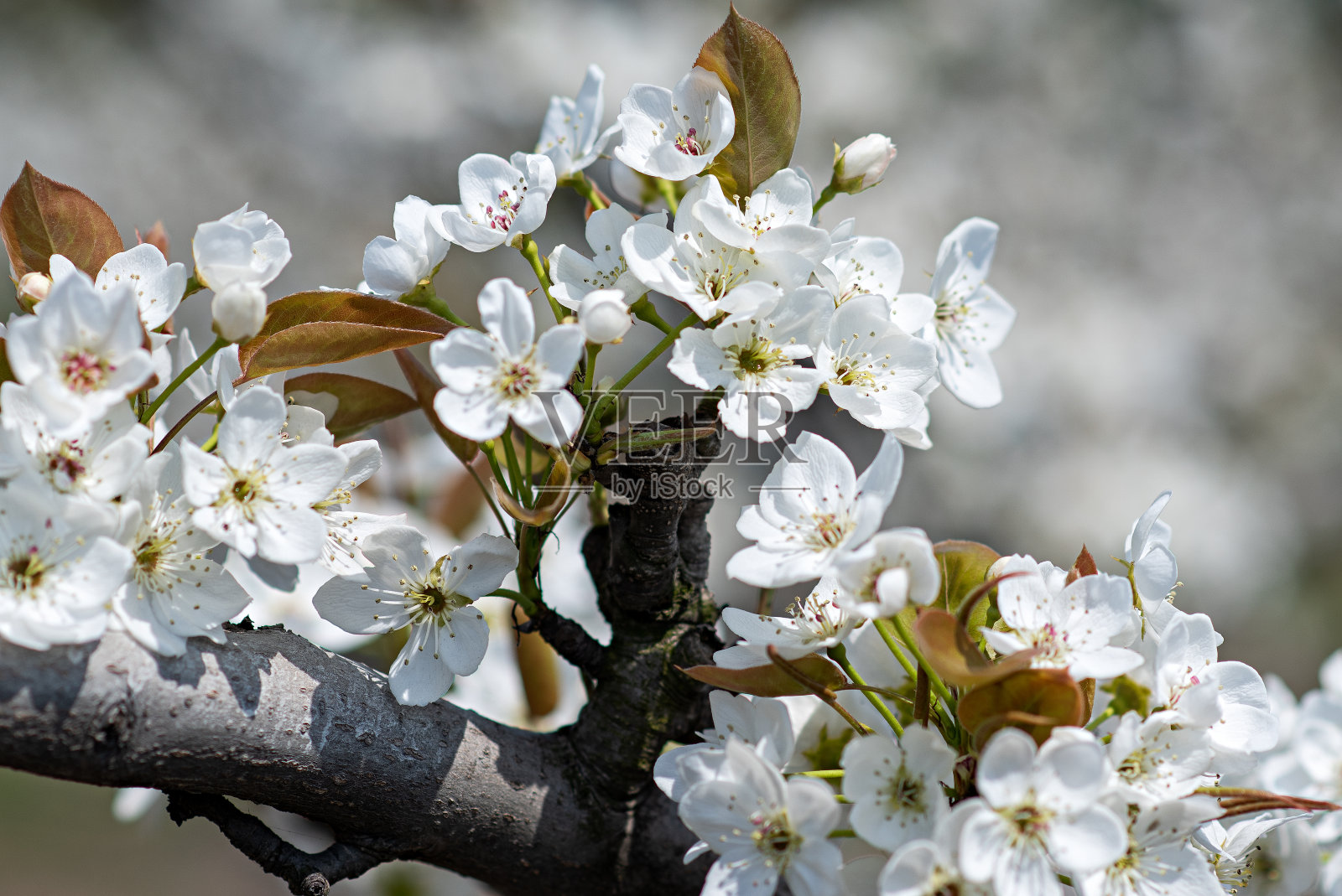 白色的梨花朵照片摄影图片