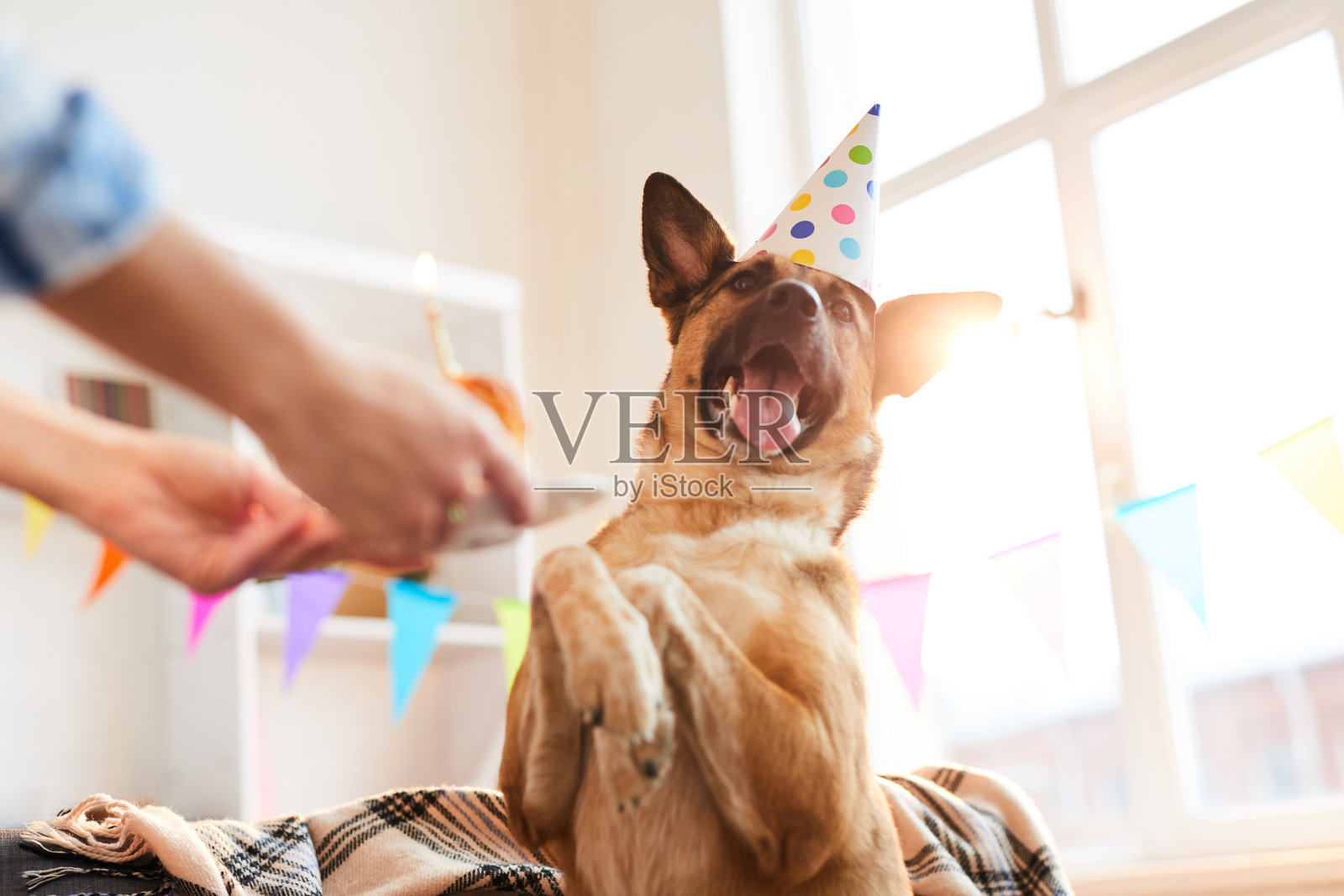生日快乐的狗照片摄影图片
