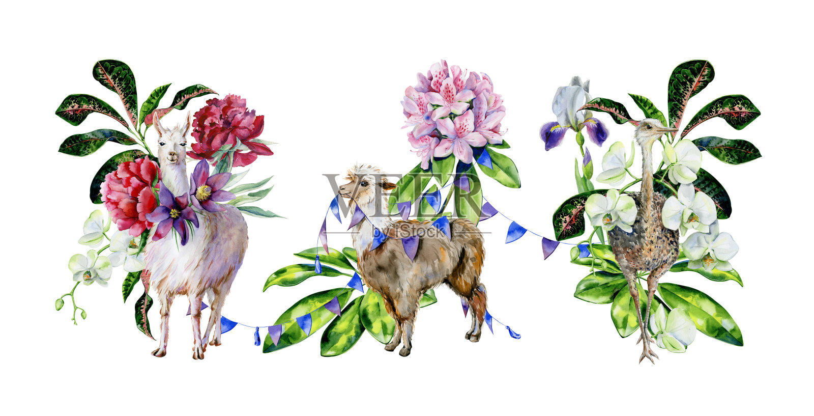 水彩画一套卡通羊驼，可爱的羊驼和鸵鸟与兰花，牡丹，杜鹃花，蝴蝶花和丝带。插画图片素材