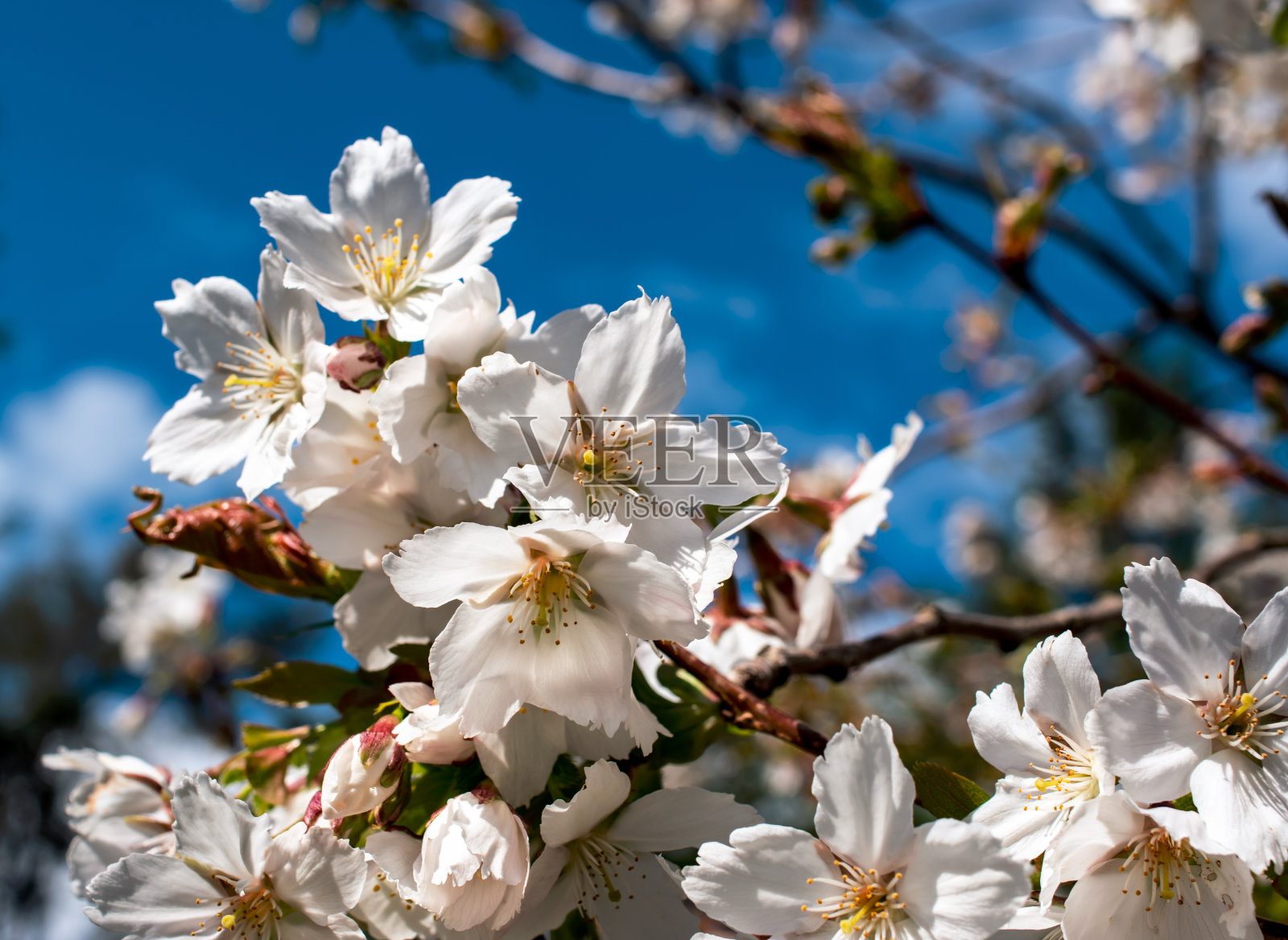 日本樱花在蓝色的天空照片摄影图片