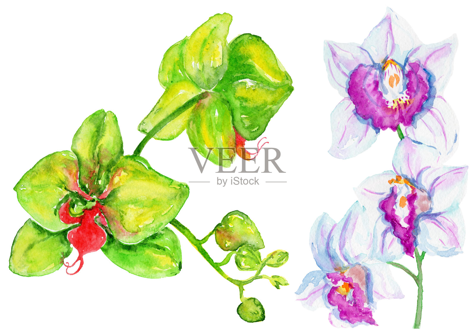 水彩兰花枝在白色的背景上。插画图片素材