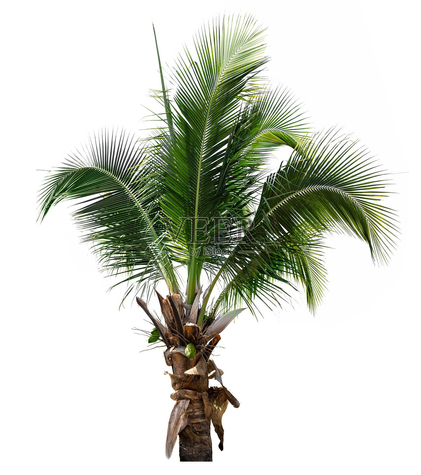 椰子树照片摄影图片