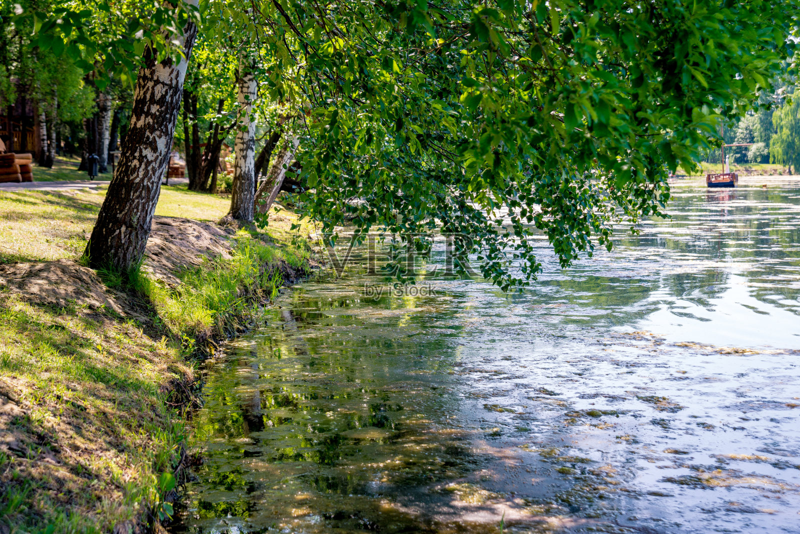 春日公园湖畔的双筒幼细白桦树;一座小桥的白色拱门(右)照片摄影图片