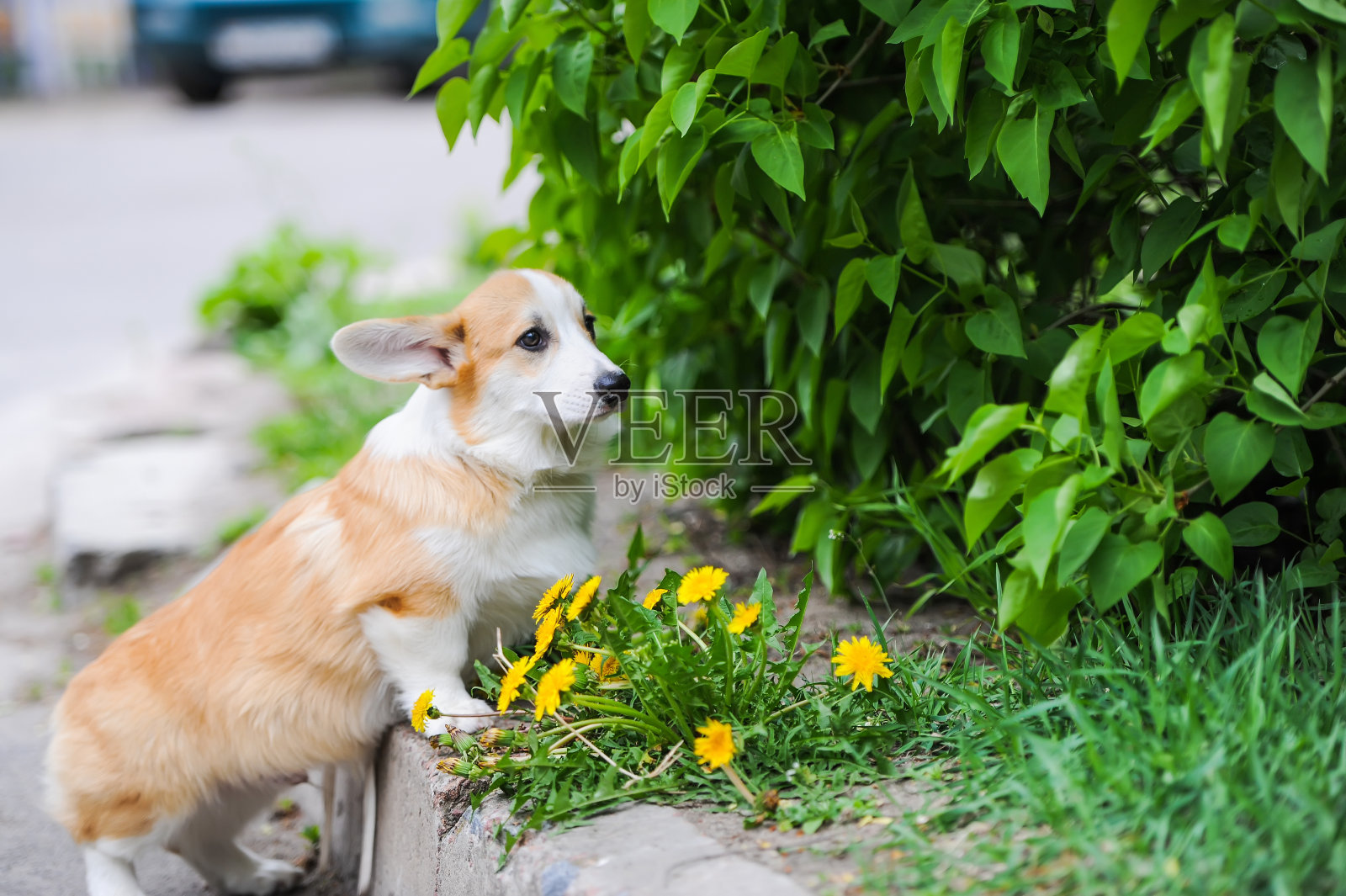 威尔士柯基犬和户外的蒲公英照片摄影图片