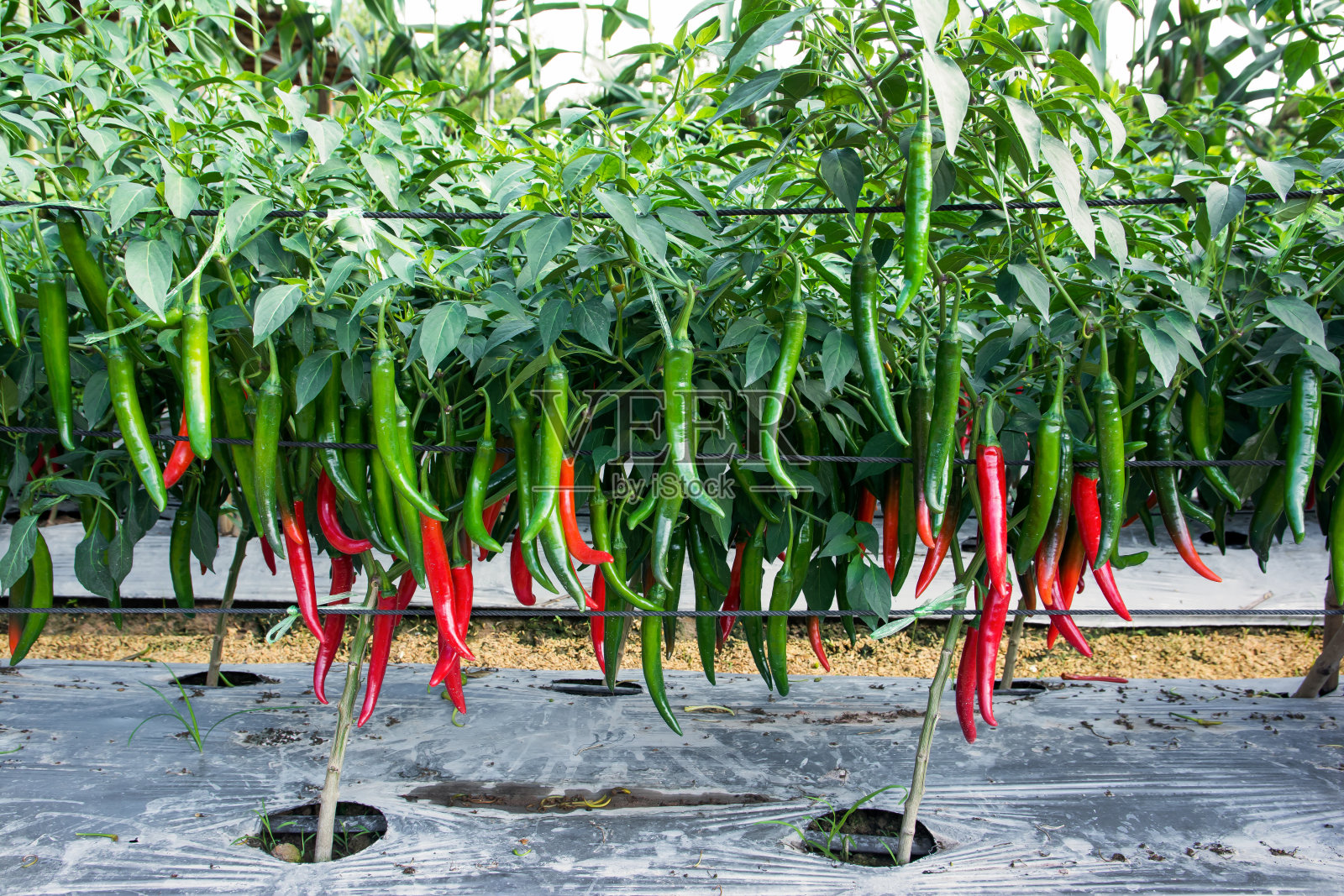 关闭辣椒种植。农场背景是绿色和红色的辣椒照片摄影图片