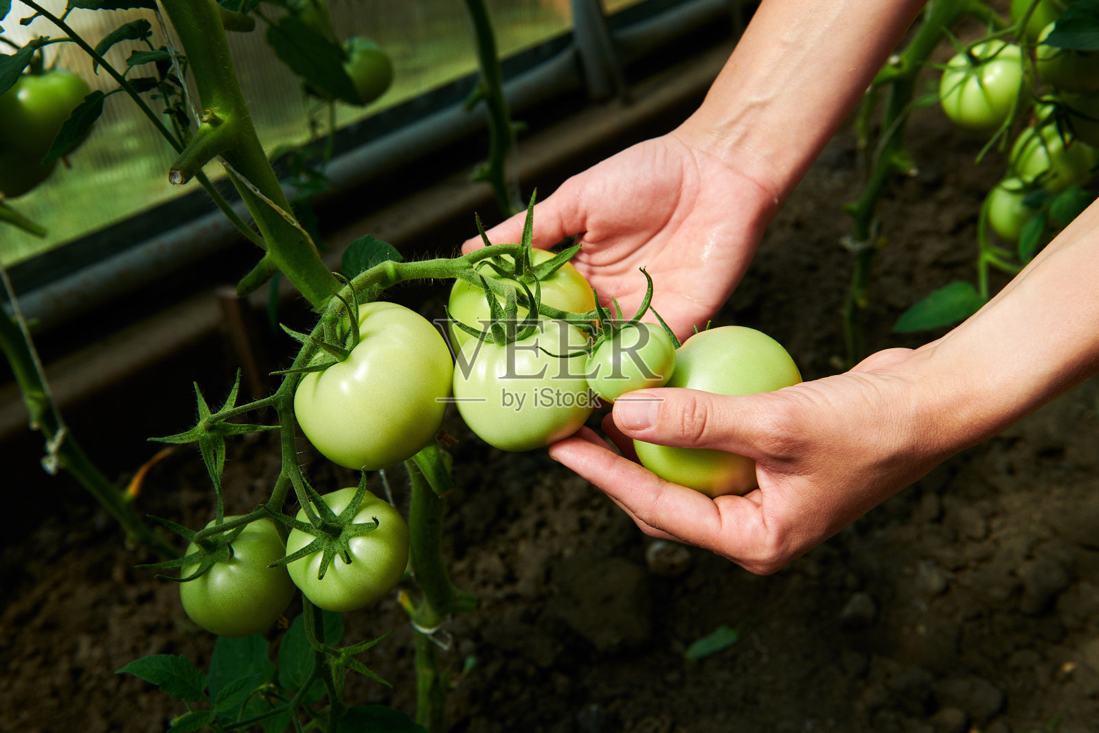 女人看着绿色的西红柿从植物在温室照片摄影图片