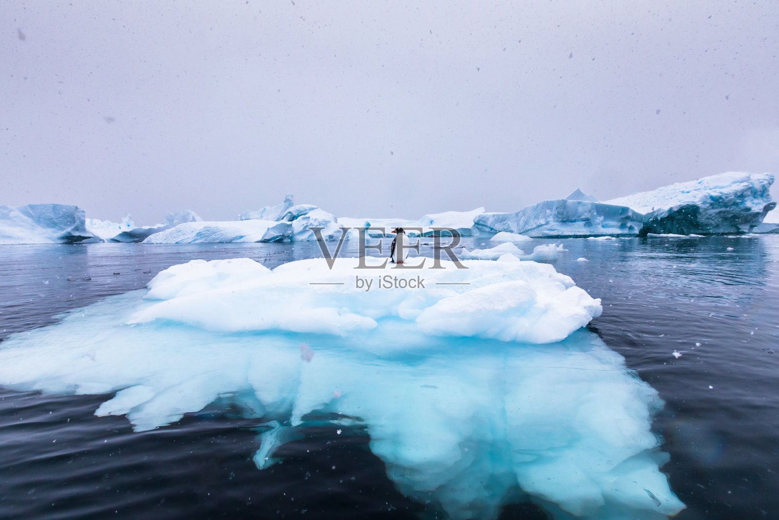 巴布亚企鹅独自在南极洲的冰山上，风景优美的冰冻景观与蓝色的冰和雪，南极半岛照片摄影图片