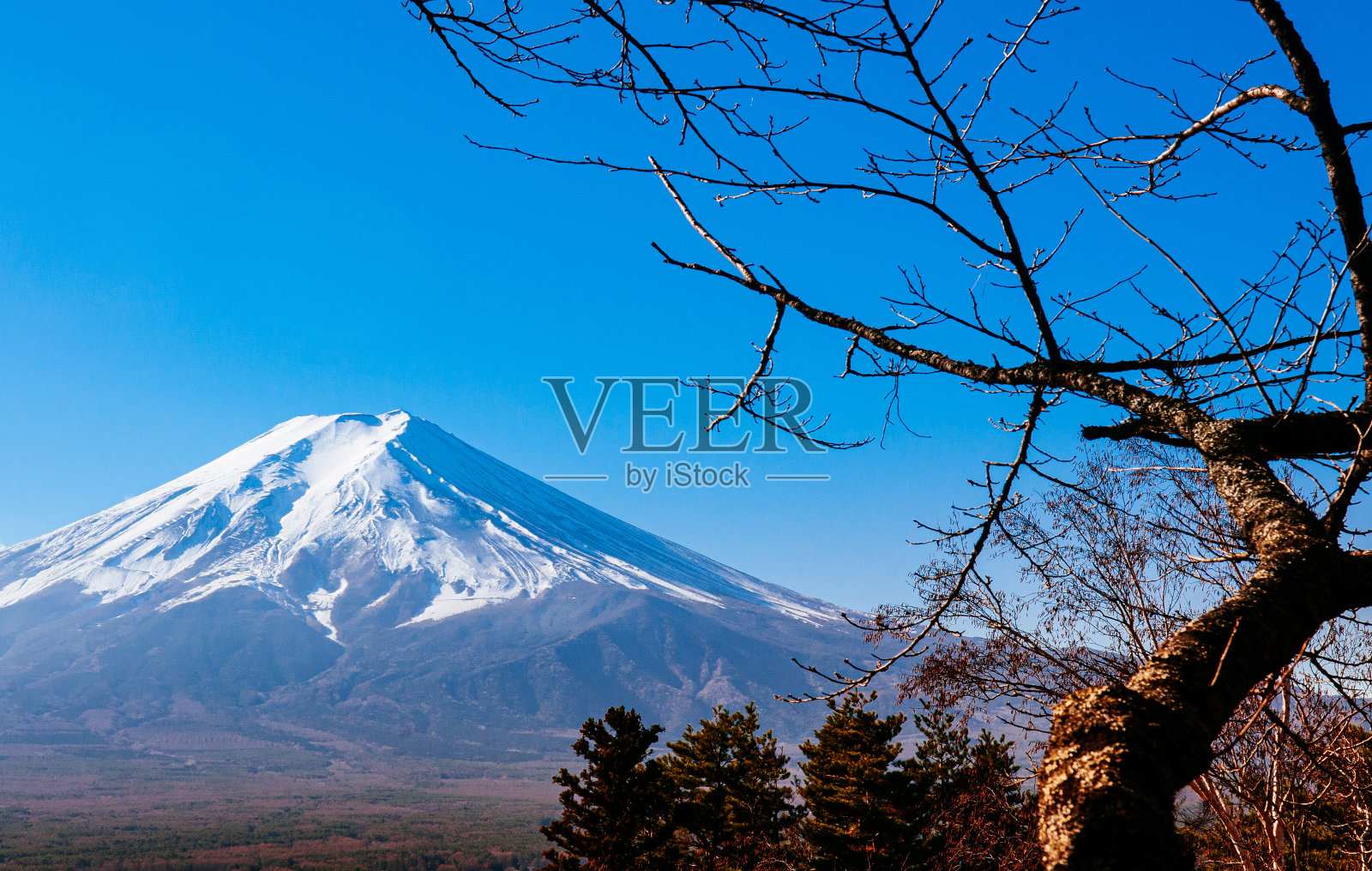 富士山与雪和蓝天秋天树前景照片摄影图片