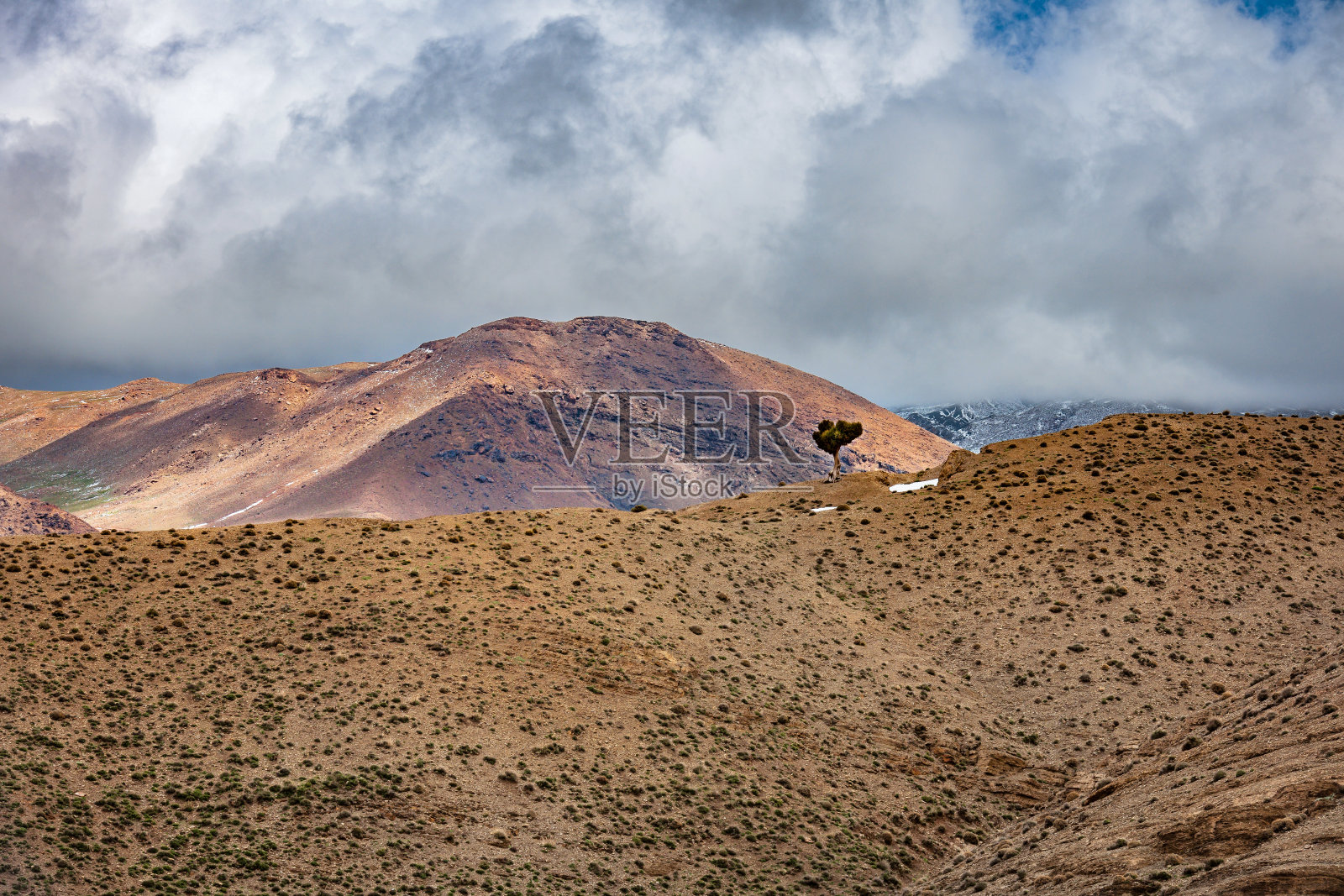 北非，摩洛哥，阿特拉斯山上的一棵孤独的树照片摄影图片