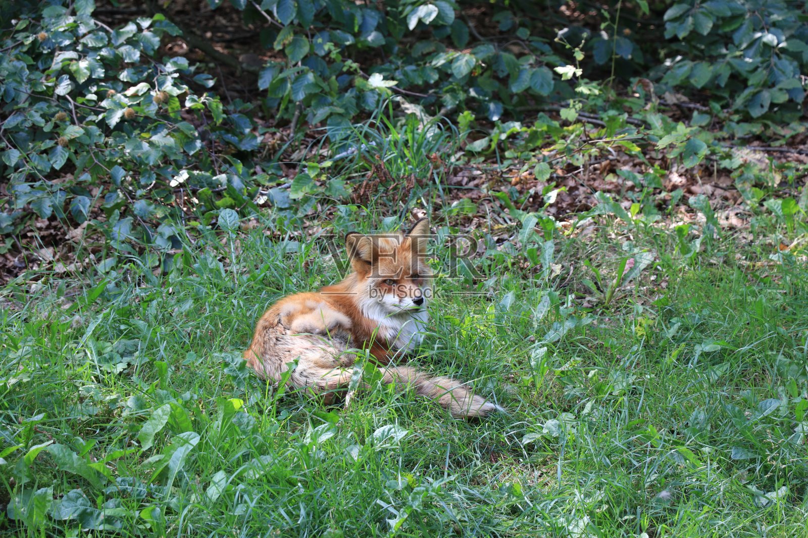 红狐躺着休息照片摄影图片