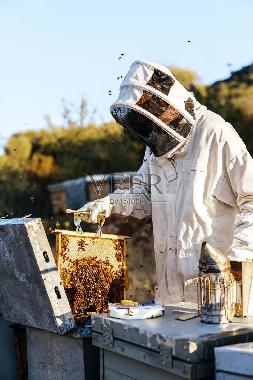 采蜜的养蜂人照片摄影图片