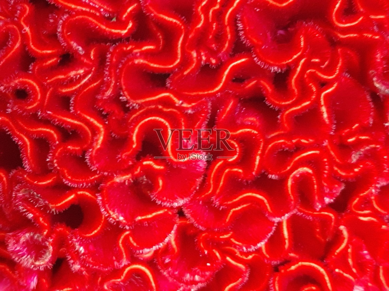 红色天鹅绒卷曲结构的脑花照片摄影图片