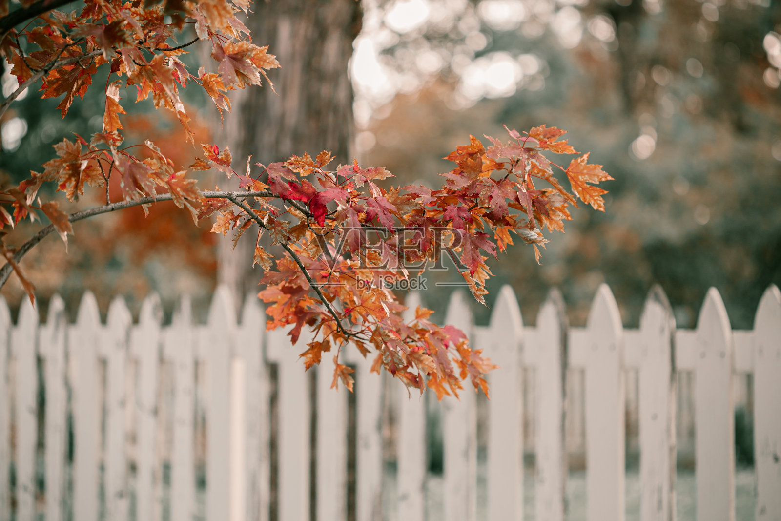 十月金秋时节。秋天的树木。有红色、橙色和黄色叶子的橡树。十月的一个晴朗的秋日。万圣节的季节。秋天的丹佛大街。照片摄影图片