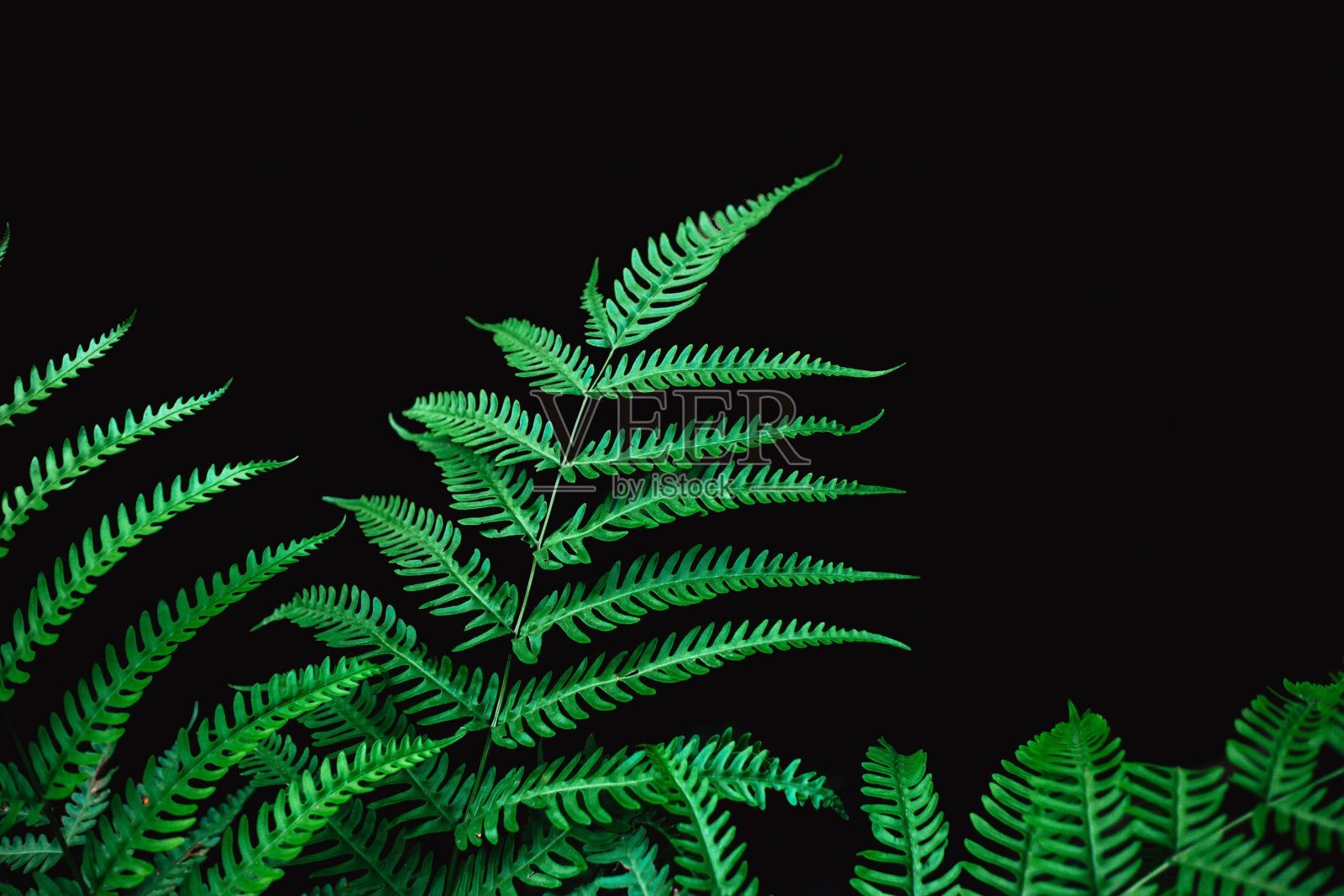 蕨叶孤立在黑色背景的雨林植物对象。照片摄影图片