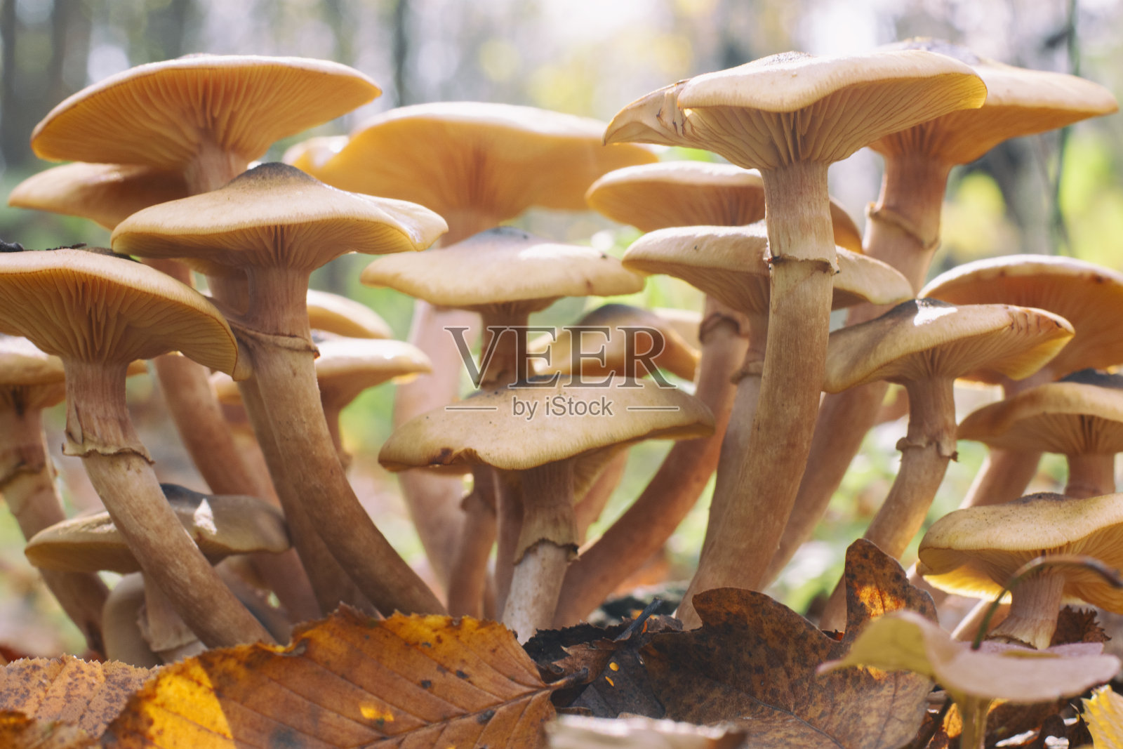 蜜蘑菇-蜜环菌记录在模糊的背景-微距拍摄照片摄影图片