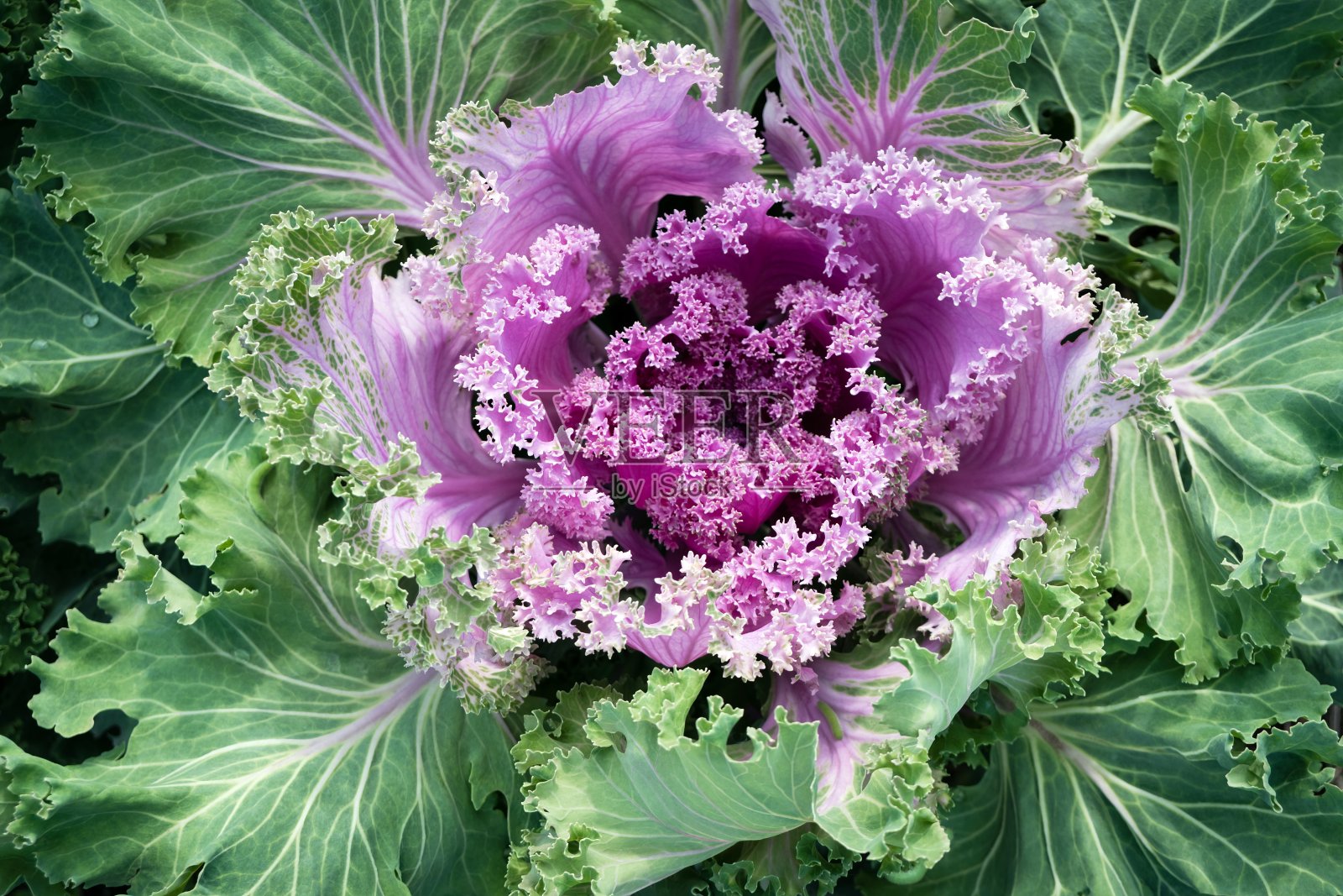 在花坛中生长的装饰性紫色卷心菜的卷曲的莲座。照片摄影图片