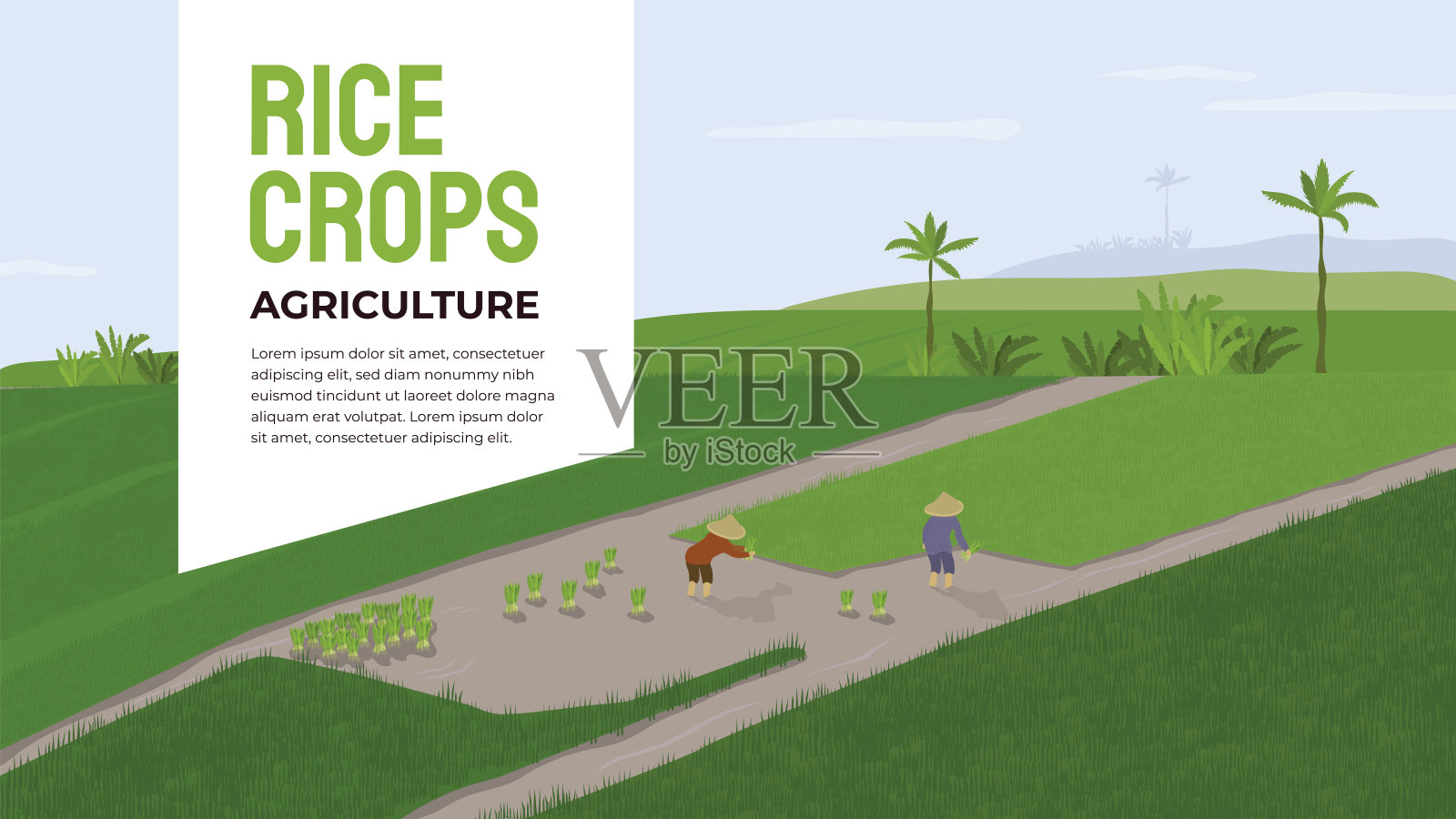 水稻作物农业模板插画图片素材