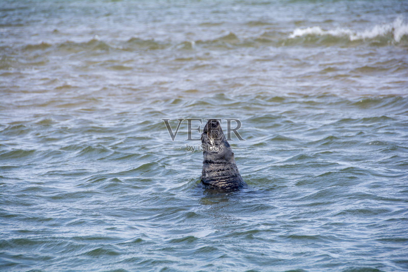 海滩上的野生海豹照片摄影图片