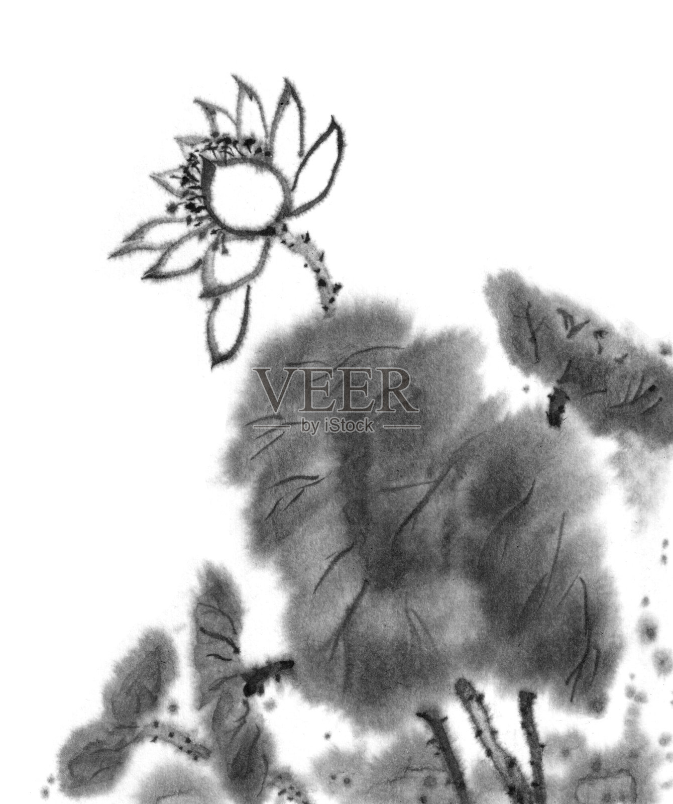 莲花图案。莲花、墨水的形象。手工墨荷花在白色的背景。日本传统水墨画。插画图片素材