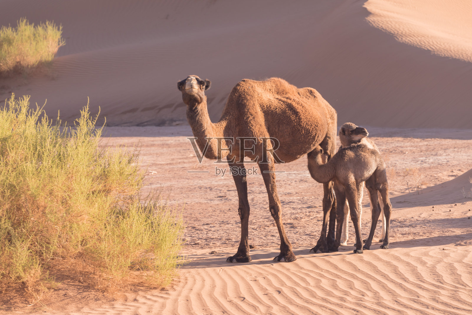 撒哈拉沙漠里的骆驼妈妈和小骆驼，绿洲附近美丽的野生动物。摩洛哥的骆驼。棕色的雌性践踏者和白色的幼崽。求单峰骆驼。风景如画，阳光明媚，天空湛蓝照片摄影图片