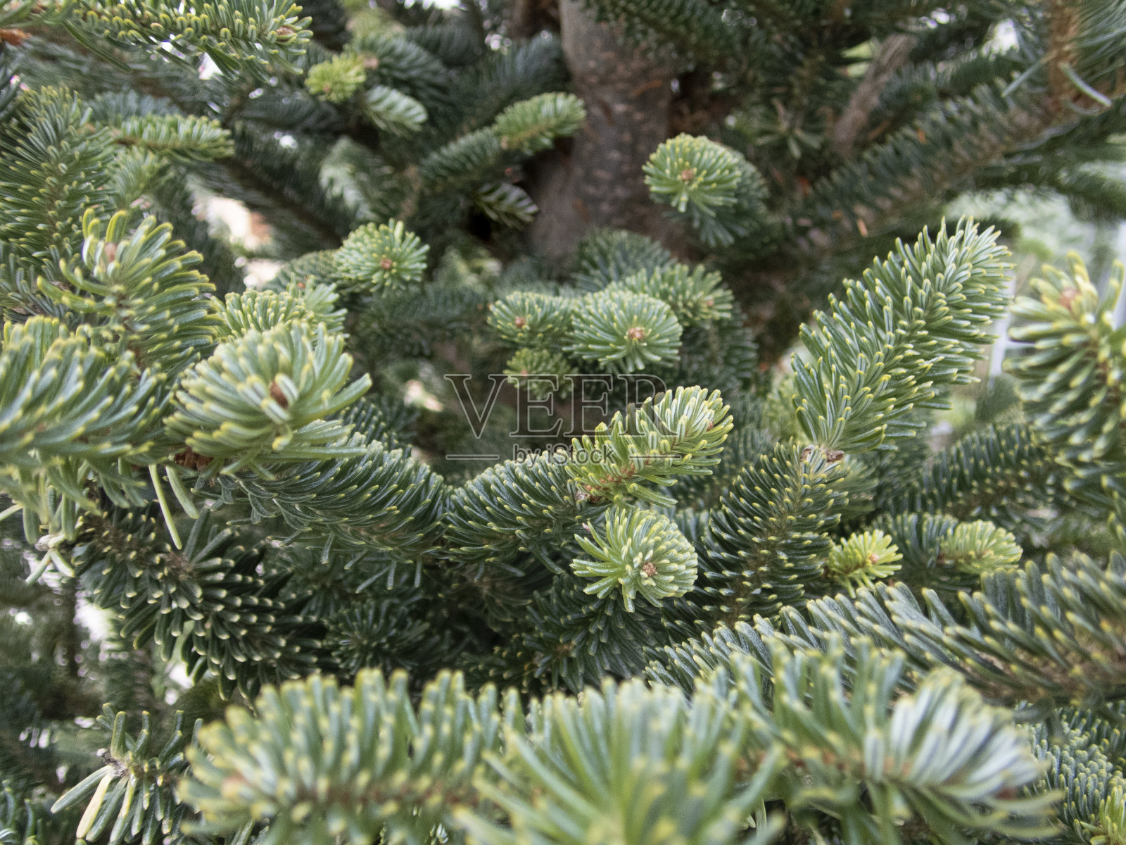 圣诞冷杉树早午餐纹理背景。蓬松的松树，特写。绿色云杉库存照片照片摄影图片