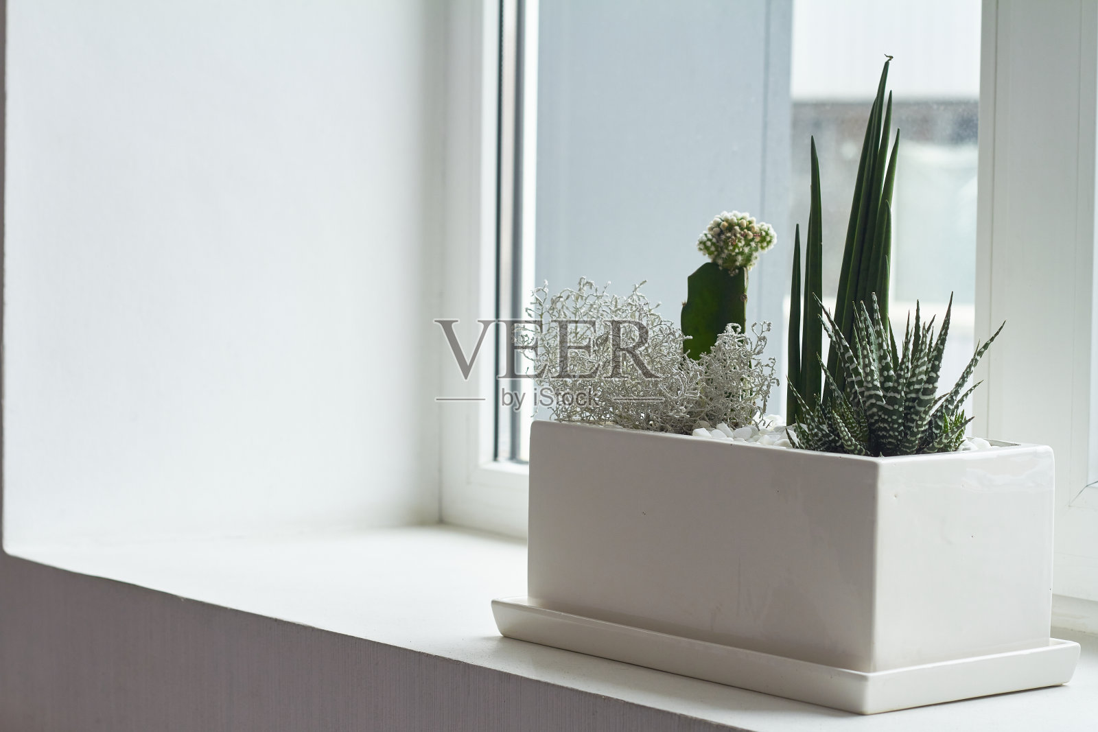 五颜六色的小仙人掌和多肉植物放在窗台上的一个大的白色花盆里，柔焦，放置文字。照片摄影图片