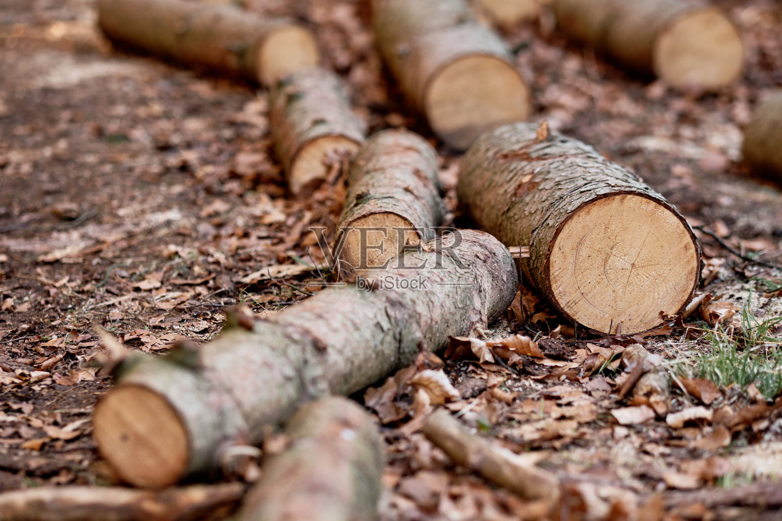 春天在森林里新鲜砍下的原木照片摄影图片