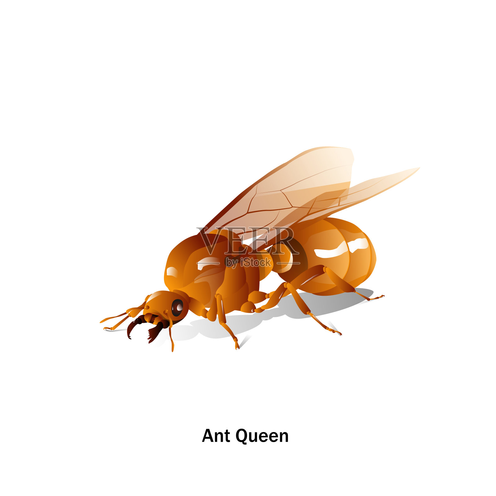 蚂蚁皇后向量插画图片素材