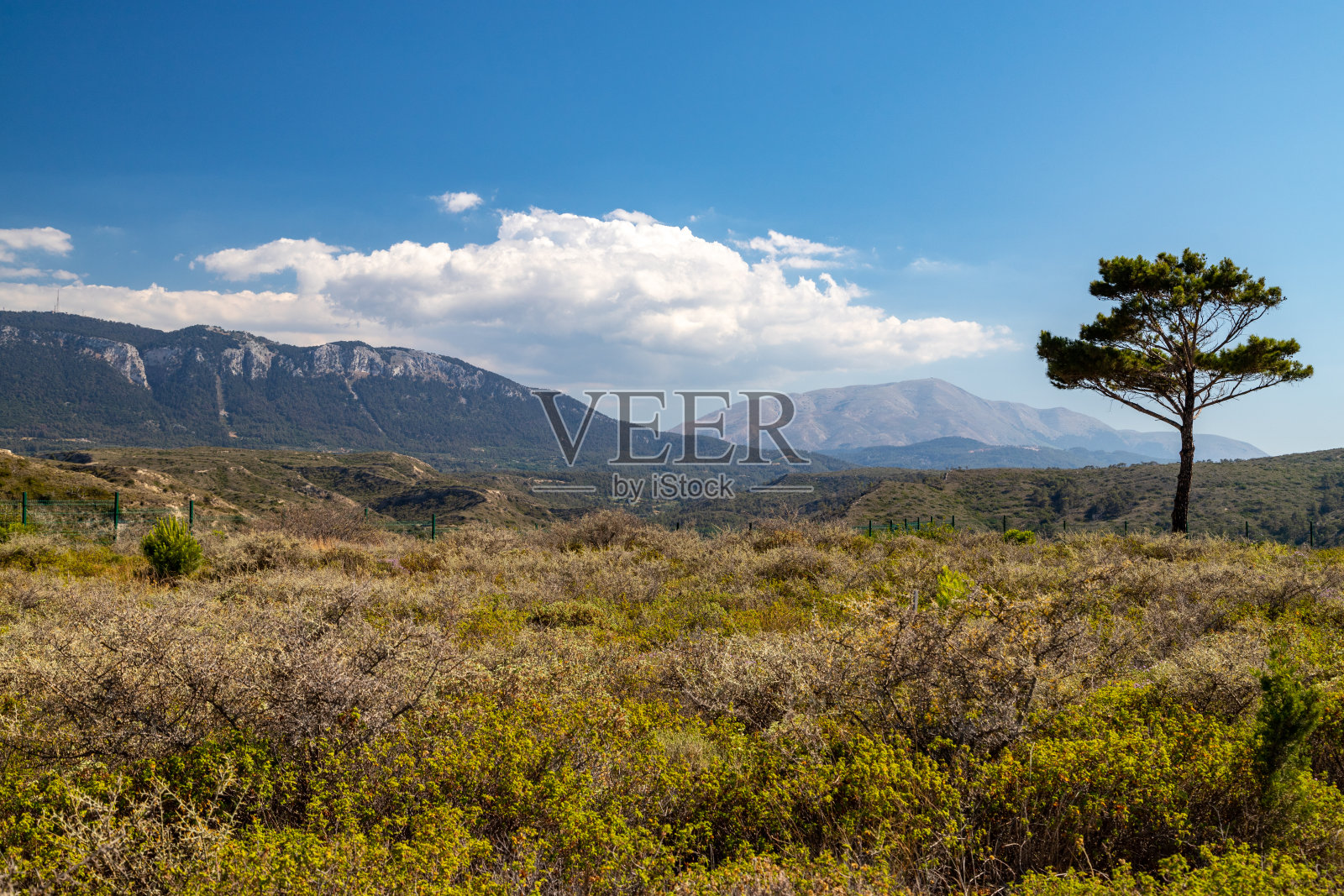 希腊罗德岛西侧的景色，前景是绿色的植被，背景是孤独的树木和山脉照片摄影图片