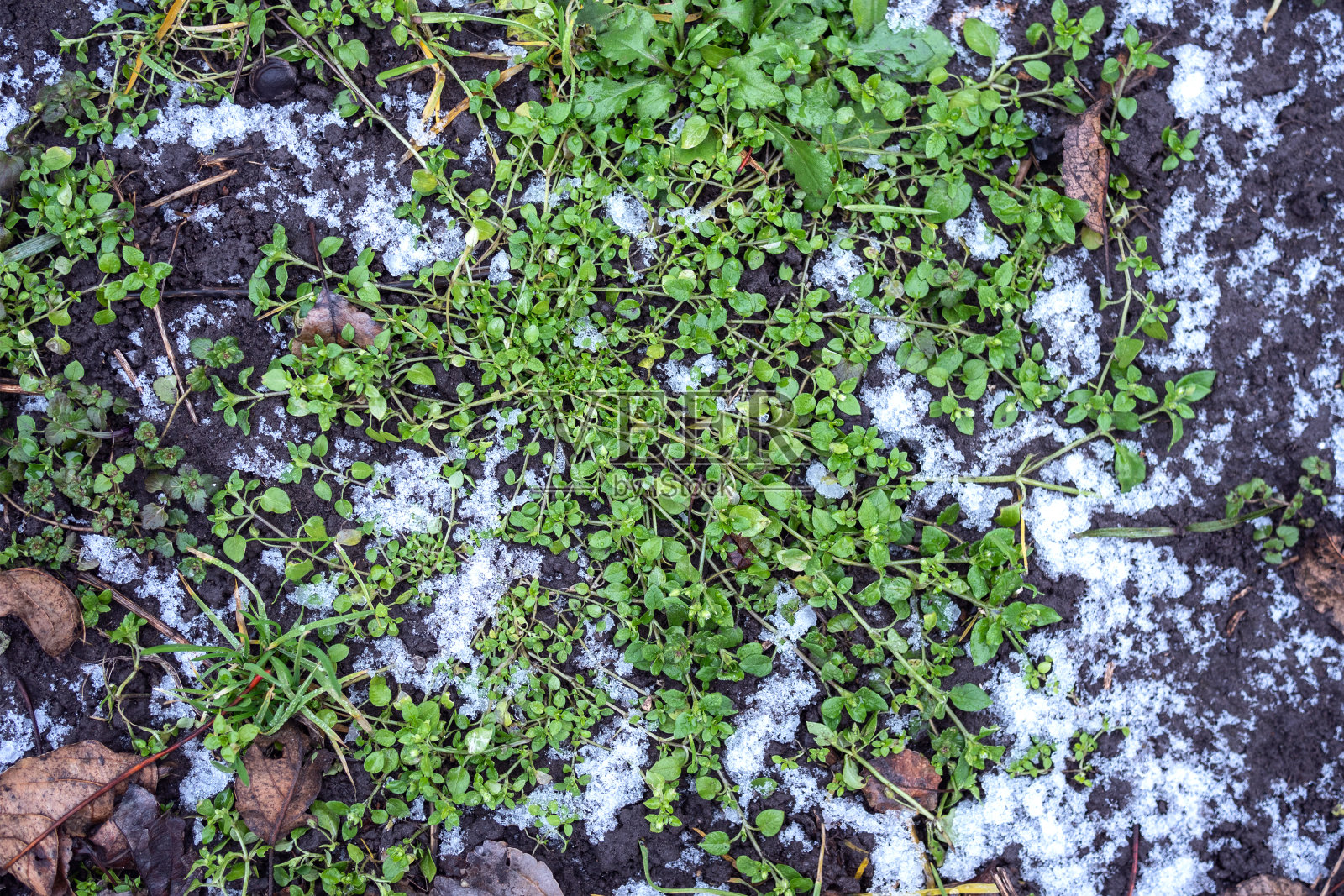 自然背景。绿色的草在冬天融化的雪中生长。冬去春来的概念。俯视图，平放。照片摄影图片