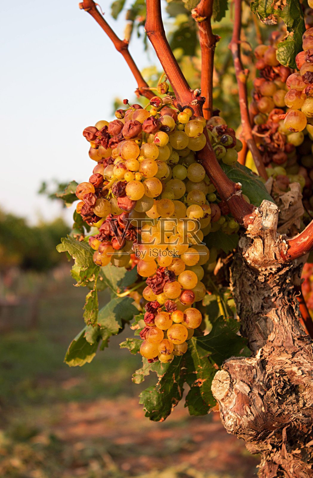 葡萄园里成熟的葡萄串，在夏秋季节生长维生素水果。葡萄串为葡萄酒的发展提供了条件。农业概念. .照片摄影图片