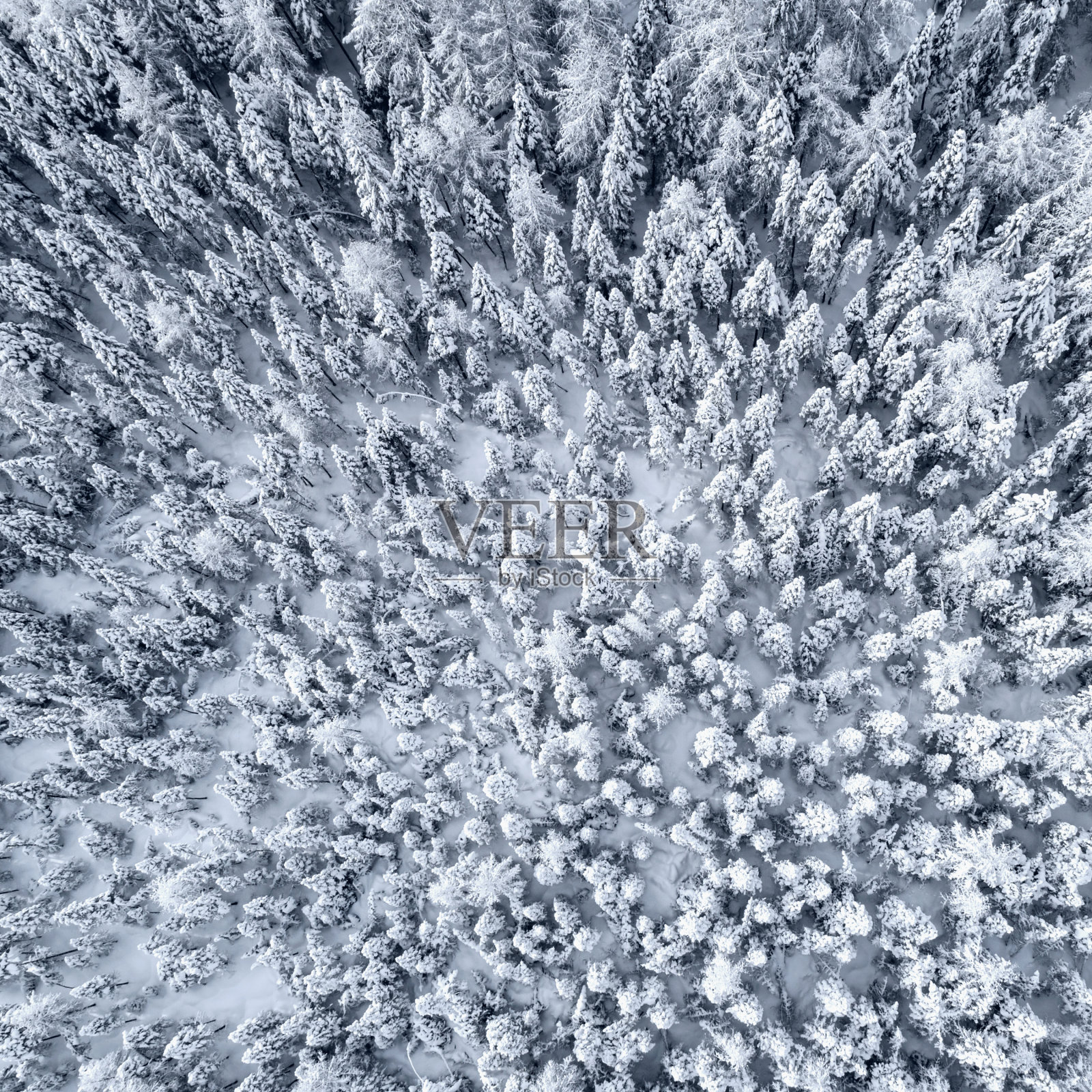 鸟瞰冬天被新雪覆盖的雪木。冬天的背景照片摄影图片