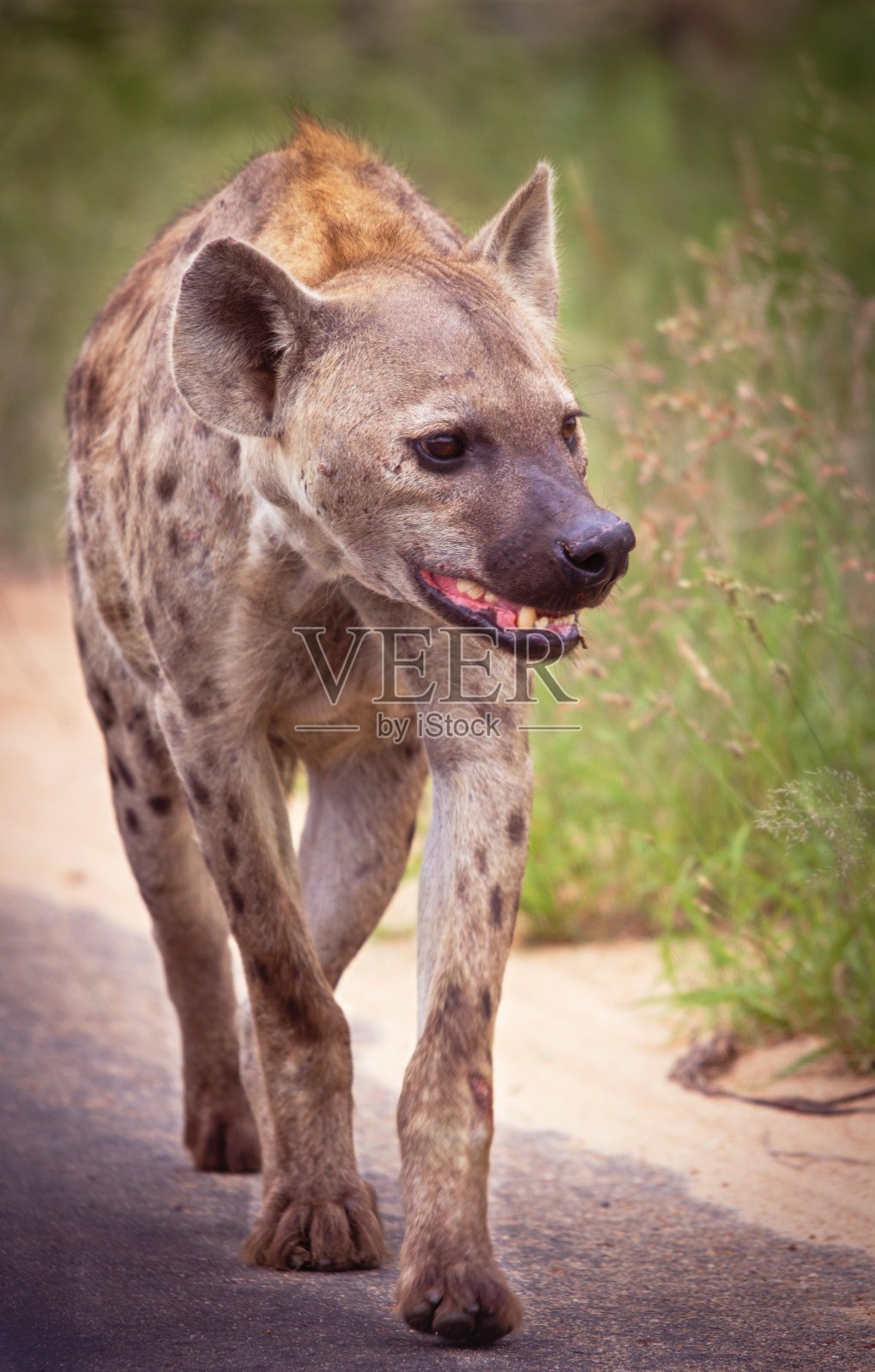斑点鬣狗照片摄影图片
